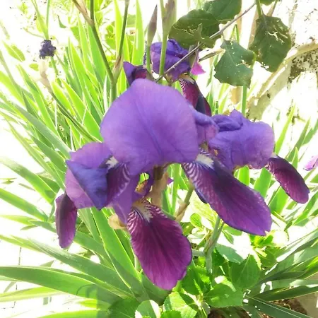 Appartamento Gromano Ischia