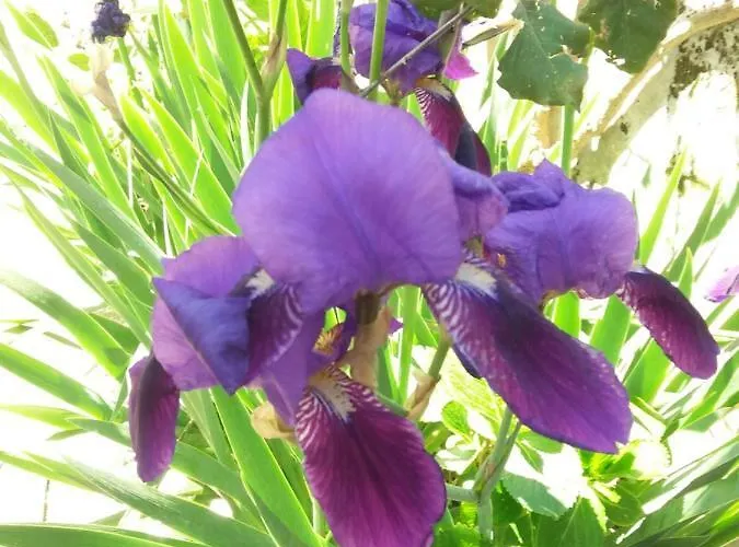 Daire Gromano Ischia